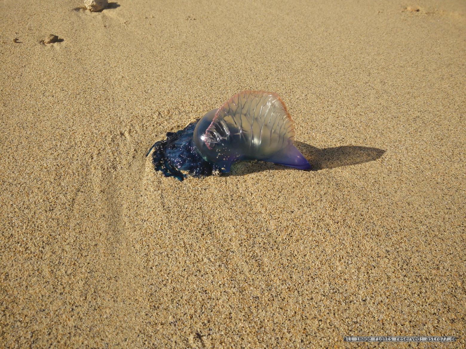 Fuerteventura jellyfish