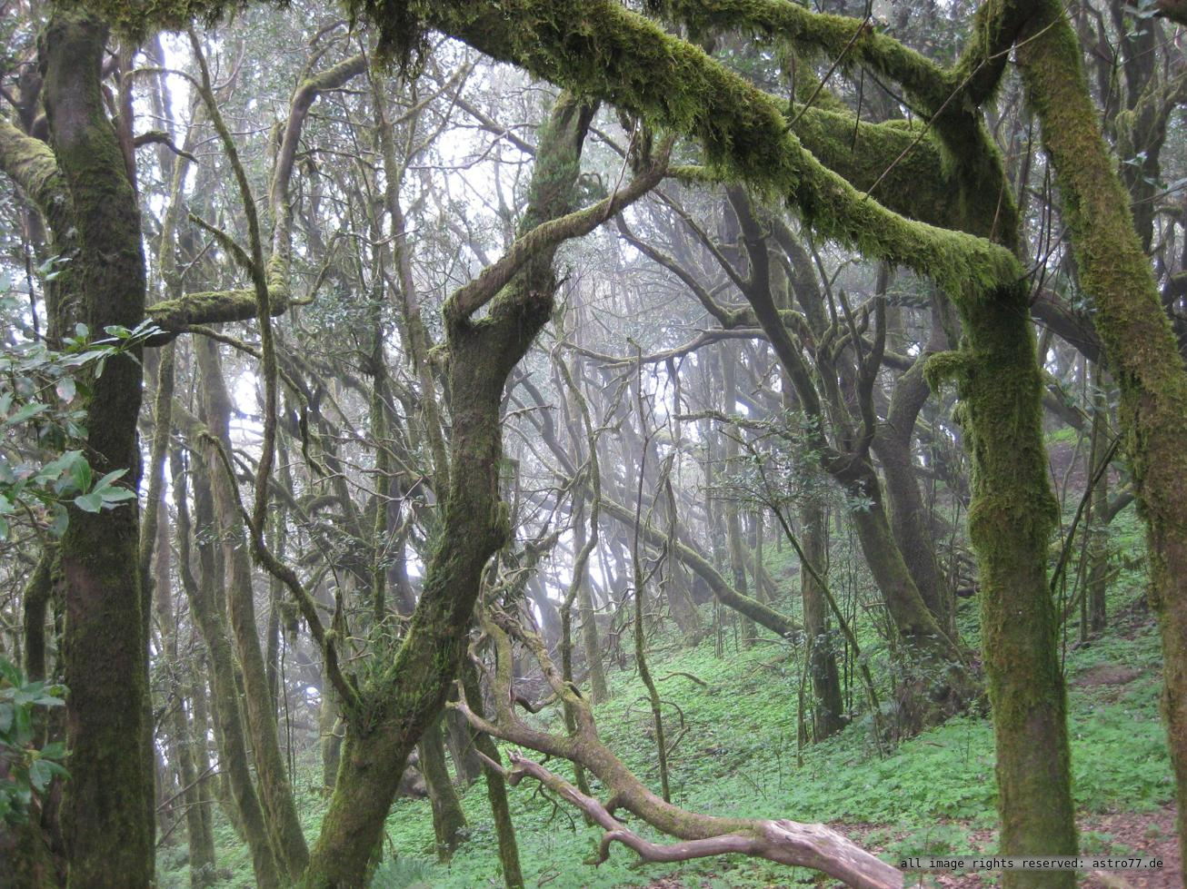 Gomera fog forest